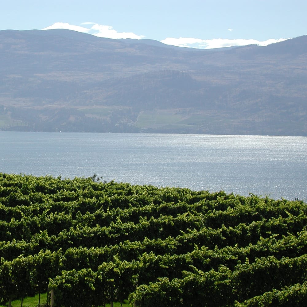 Vineyards above Okanagan Lake, British Columbia